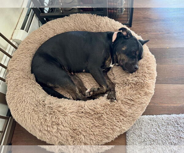 Medium Photo #2 Mutt Puppy For Sale in Doylestown, PA, USA