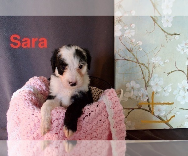 Medium Photo #2 Bordoodle Puppy For Sale in PORTLAND, TN, USA