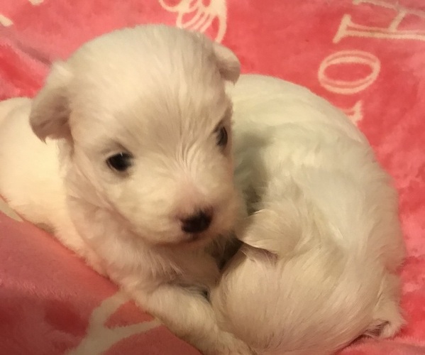 Medium Photo #1 Maltese Puppy For Sale in JONESBORO, GA, USA