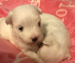 Maltese Puppy for sale in JONESBORO, GA, USA