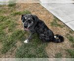 Small #1 Catahoula Leopard Dog Mix