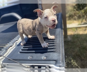 American Bully Puppy for sale in SAN BERNARDINO, CA, USA