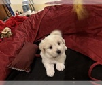 Small #3 Coton de Tulear