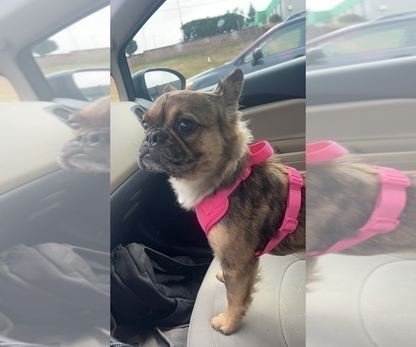 Medium Photo #2 French Bulldog Puppy For Sale in NEWTON, NJ, USA