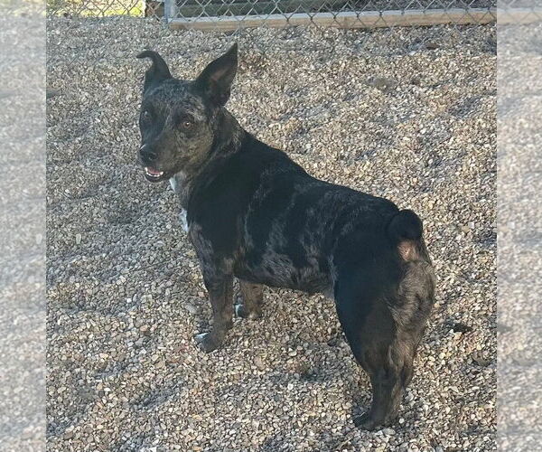 Medium Photo #4 Dachshund-Unknown Mix Puppy For Sale in Oakhurst, NJ, USA