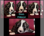 Small Photo #1 Wolf Hybrid Puppy For Sale in RICHMOND, KY, USA