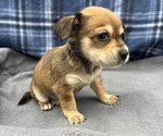 Small #10 Beagle-Chihuahua Mix