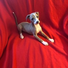 Italian Greyhound Puppy for sale in FORT LAUDERDALE, FL, USA