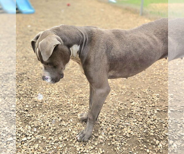 Medium Photo #4 Mutt Puppy For Sale in Anniston, AL, USA