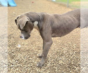 Ivy - Female Mutt Dog for Adoption - Photo #4