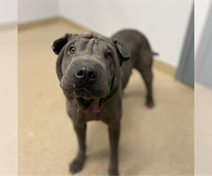 Chinese Shar-Pei Dogs for adoption in Aurora, CO, USA