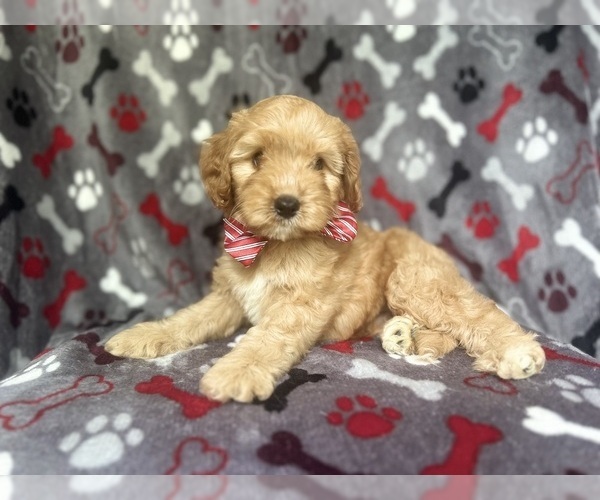Medium Photo #6 Cavapoo Puppy For Sale in LAKELAND, FL, USA