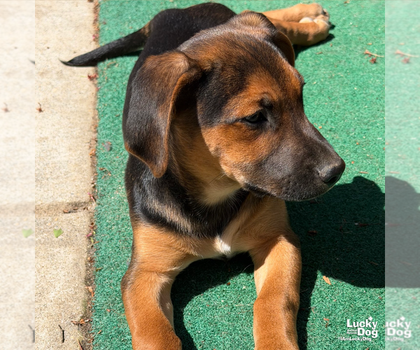 Medium Photo #7 Mutt Puppy For Sale in Washington, DC, USA