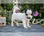 Puppy Taco Chihuahua