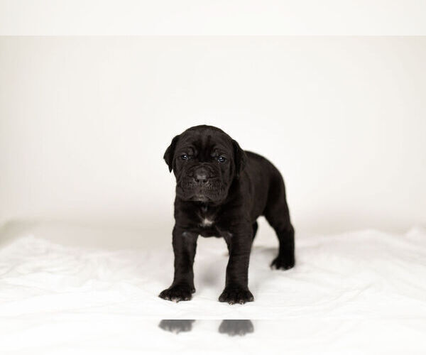 Medium Photo #4 Mastiff-Neapolitan Mastiff Mix Puppy For Sale in BRISTOL, IN, USA