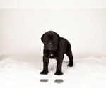 Small Photo #4 Mastiff-Neapolitan Mastiff Mix Puppy For Sale in BRISTOL, IN, USA