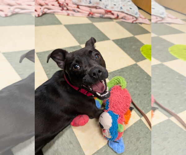Medium Photo #31 Mutt Puppy For Sale in Philadelphia, PA, USA