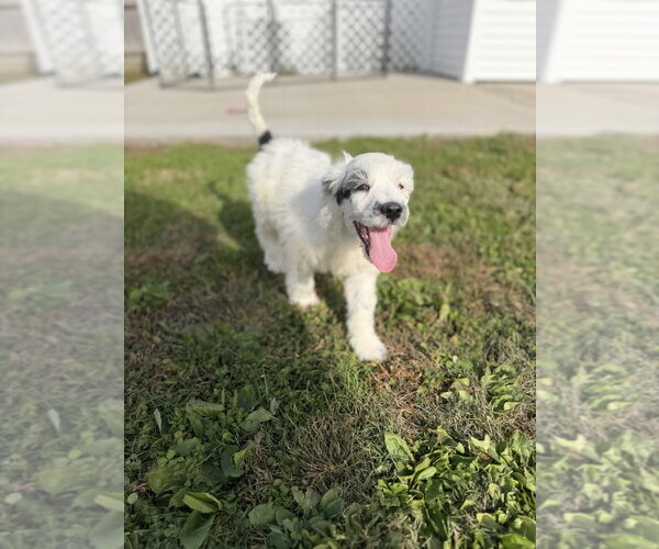Medium Photo #3 Labsky Puppy For Sale in Aurora, IN, USA
