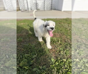 Idaho : Hailey - Female Labsky Dog for Adoption - Photo #3