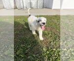 Small Photo #3 Labsky Puppy For Sale in Aurora, IN, USA