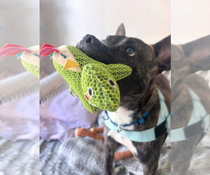 Vandal - Male American Staffordshire Terrier-Unknown Mix Dog for Adoption - Photo #5