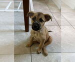 Small #2 Australian Shepherd-Boxer Mix