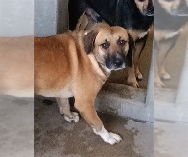 Medium Photo #1 Mutt Puppy For Sale in San Bernardino, CA, USA