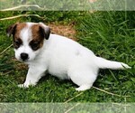 Small #4 Russell Terrier