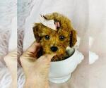 Puppy Teacup Poodle (Toy)