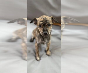 Chihuahua-Unknown Mix Dogs for adoption in Royal Palm Beach, FL, USA