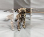 Small Chihuahua Mix