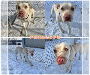 American Staffordshire Terrier-Labrador Retriever Mix Dogs for adoption in Pierceton , IN, USA