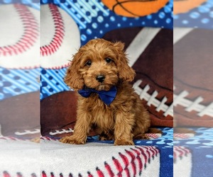 Cock-A-Poo Puppy for sale in KIRKWOOD, PA, USA