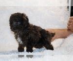 Small #7 Poodle (Toy)