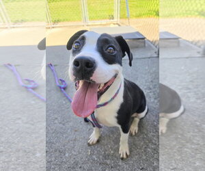 Mutt Dogs for adoption in Rockaway, NJ, USA