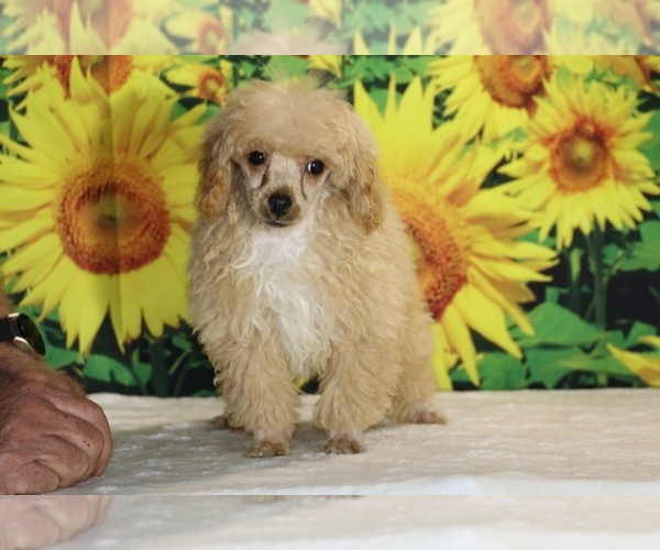 Medium Photo #33 Poodle (Toy) Puppy For Sale in DYERSBURG, TN, USA