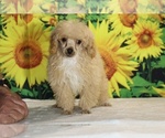 Pretzel - Male Poodle (Toy) Puppy for Sale - Photo #33