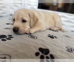 Small #1 Labrador Retriever
