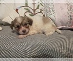 Small #44 Maltipom-Pomeranian Mix