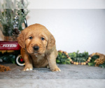 Small Photo #10 Golden Retriever Puppy For Sale in WOLCOTTVILLE, IN, USA