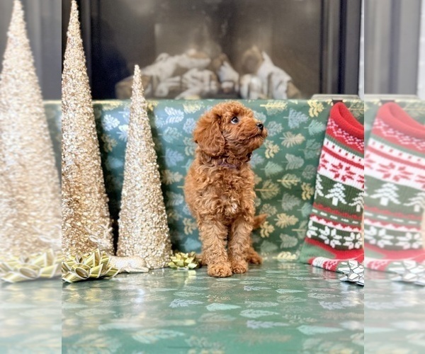 Medium Photo #6 Goldendoodle mix (+ Poodle Miniature) Puppy For Sale in OREM, UT, USA