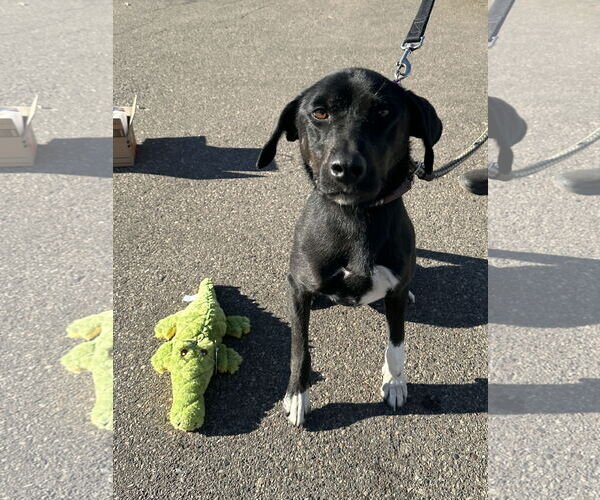 Medium Photo #5 Catahoula Leopard Dog-Labrador Retriever Mix Puppy For Sale in Crystal, MN, USA