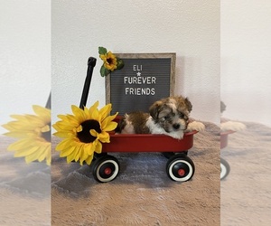 Zuchon Puppy for sale in BLOOMFIELD, IN, USA