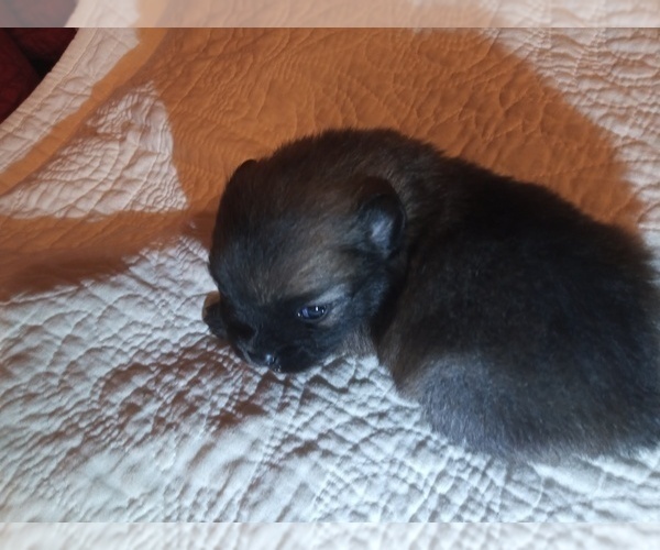 Medium Photo #2 Pomeranian Puppy For Sale in DECATUR, TX, USA