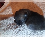 Small Photo #2 Pomeranian Puppy For Sale in DECATUR, TX, USA
