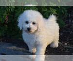 Small #1 Bichon Frise