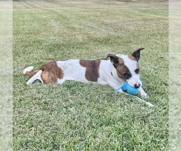 Medium Photo #3 Mutt Puppy For Sale in Woodbury, NY, USA