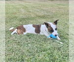 Small #2 Mutt