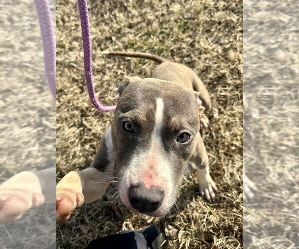 Medium Photo #4 Mutt Puppy For Sale in Glen Allen, VA, USA