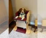 Small Photo #4 Brittany Puppy For Sale in Curwensville, PA, USA
